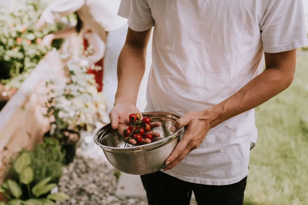 Plants de tomates tardives tuteurés dans un potager français, avec fruits colorés mûrissant en fin d’été