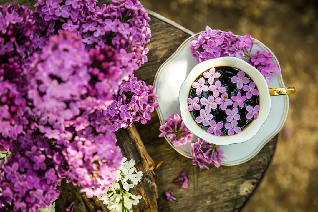 Grand lilas violet en pleine floraison dans un jardin français, taillé en transparence sous la lumière de printemps