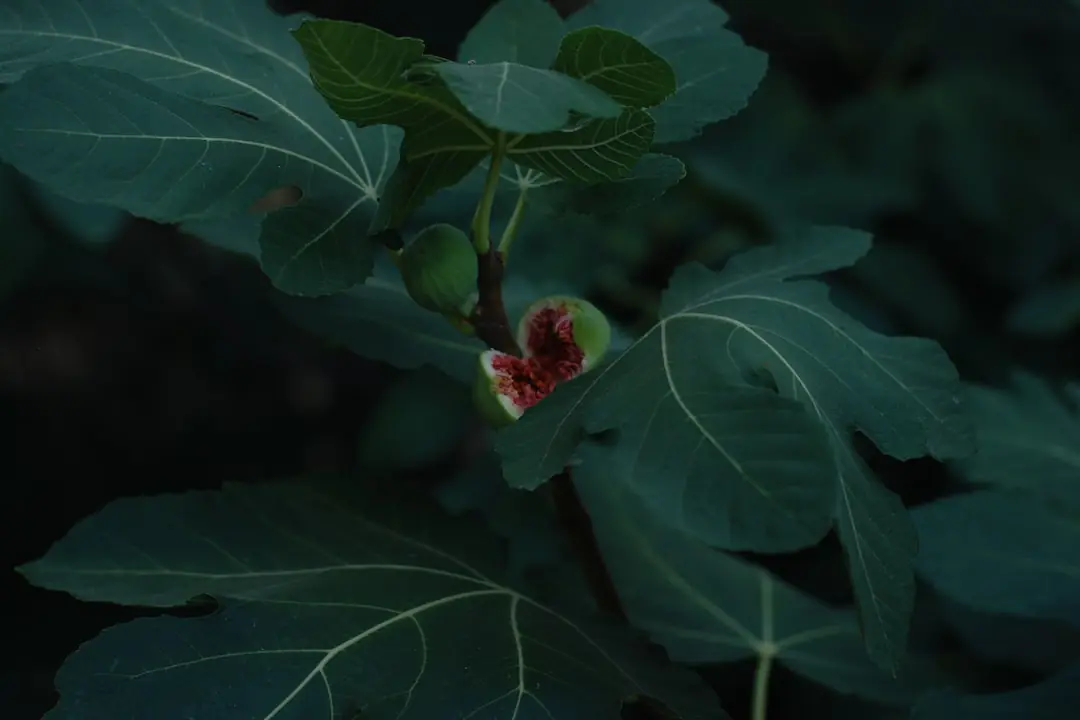 Figuier adulte chargé de figues mûres dans un jardin français ensoleillé, paillé au pied et entouré de vivaces