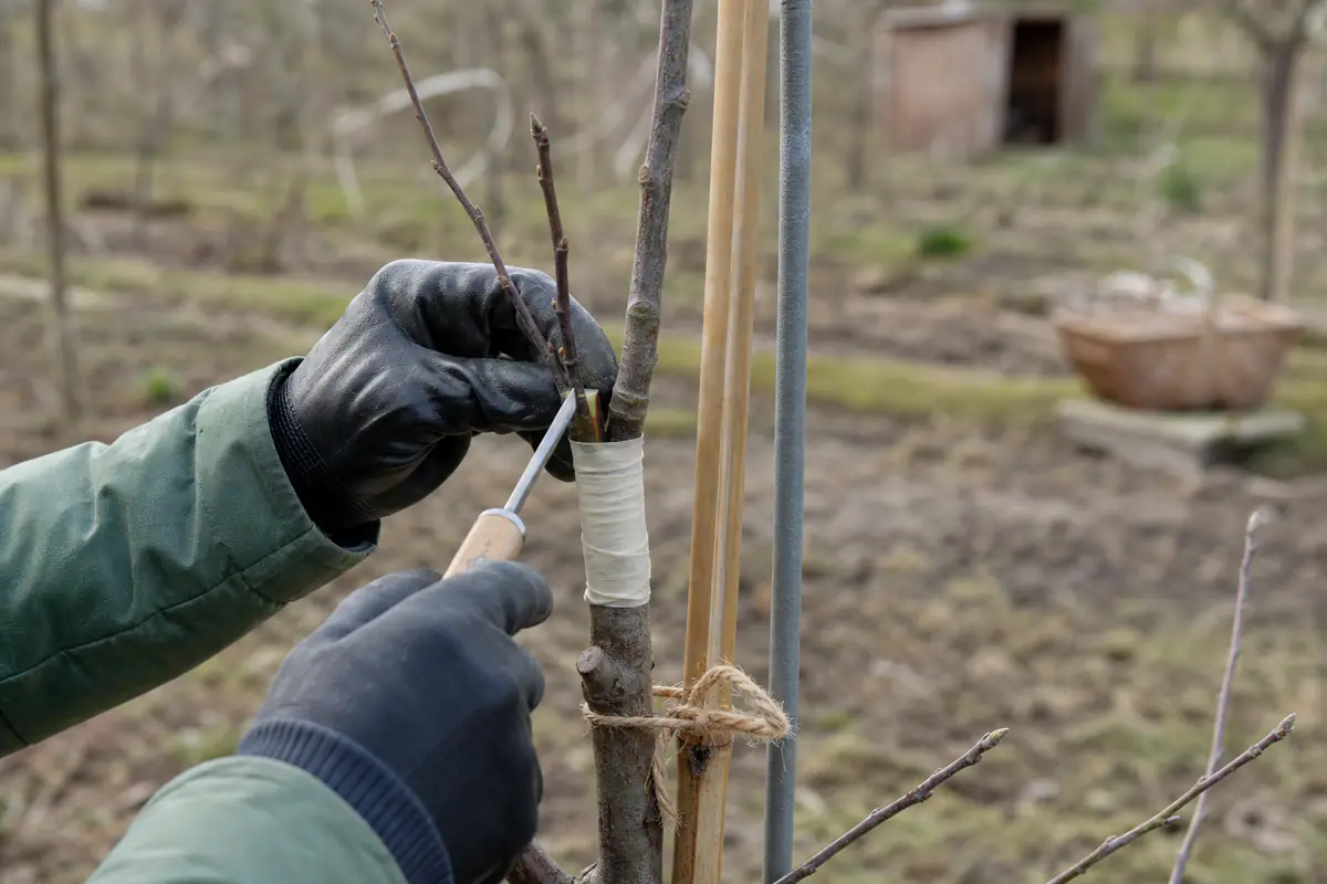 Jardinier réalisant une greffe anglaise sur un jeune pommier avec greffon, lien de protection et outils propres