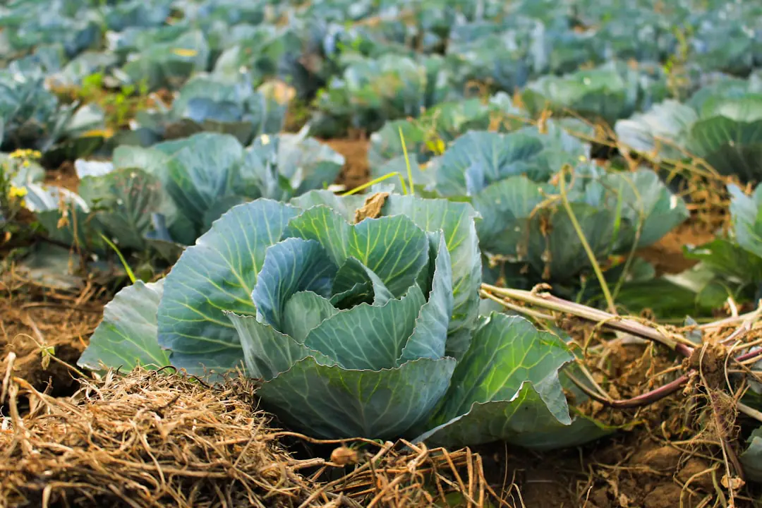 Rang de kale pourpres, romanesco vert et choux rouges dans un potager français en fin d’été