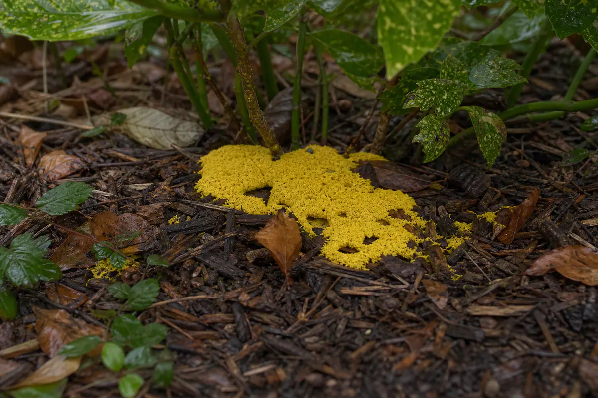 Masse jaune de myxomycète Fuligo septica sur paillage de bois humide dans un jardin français ombragé