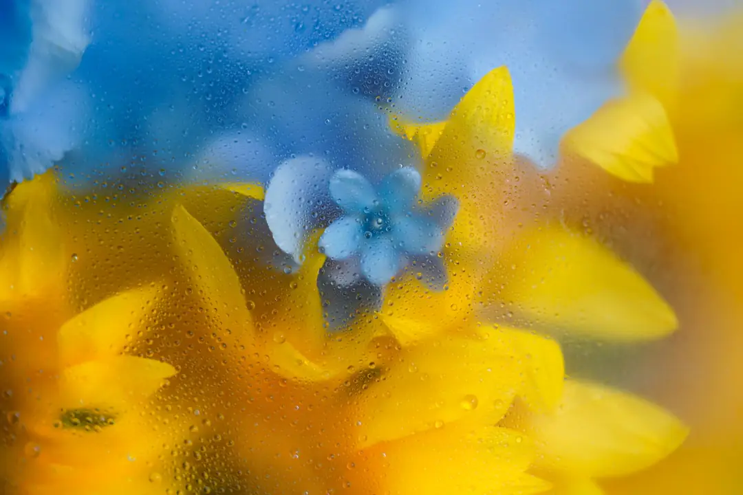 Étiquettes de vivaces et fleurs simples dans un massif de jardin français éclairé par le soleil du matin