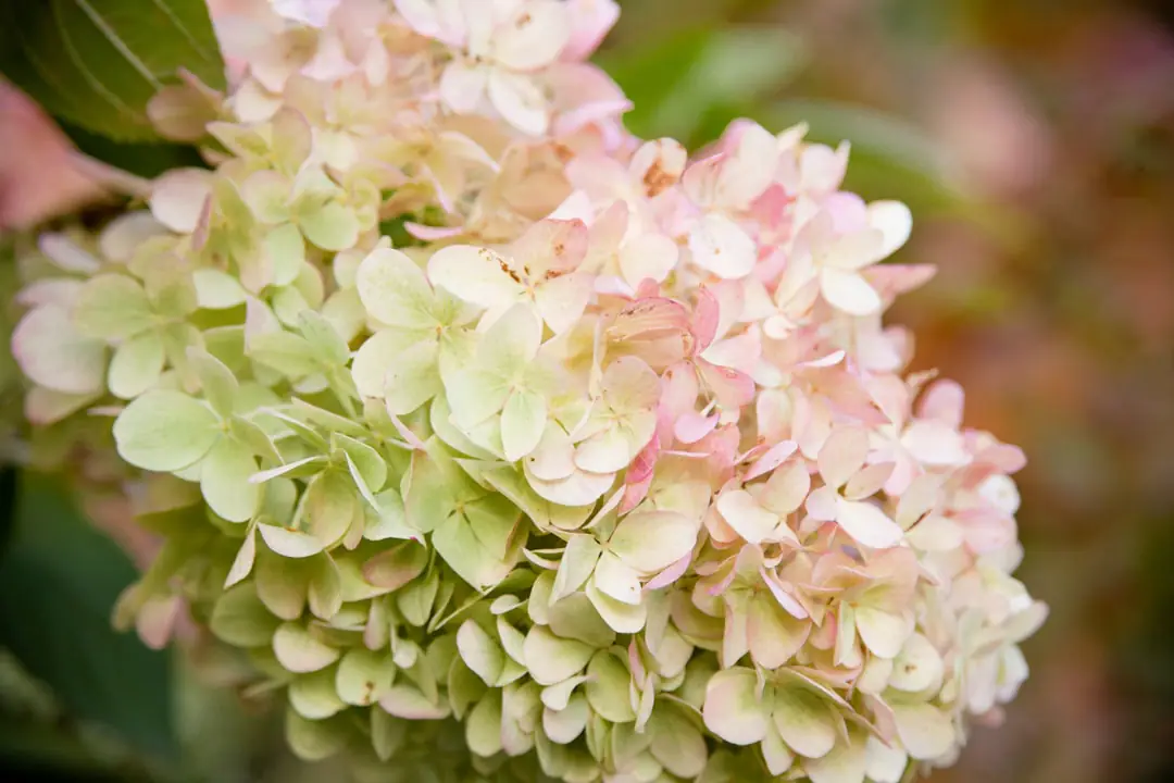 Hortensia à grandes fleurs roses dans un jardin français, avec sol paillé et lumière douce du matin.