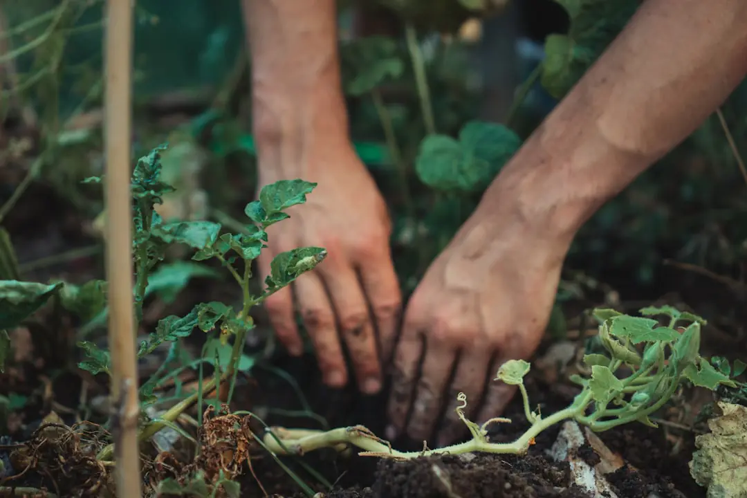 Jardinier préparant outils, paillage et jeunes plants pour un week-end de travaux dans un jardin français