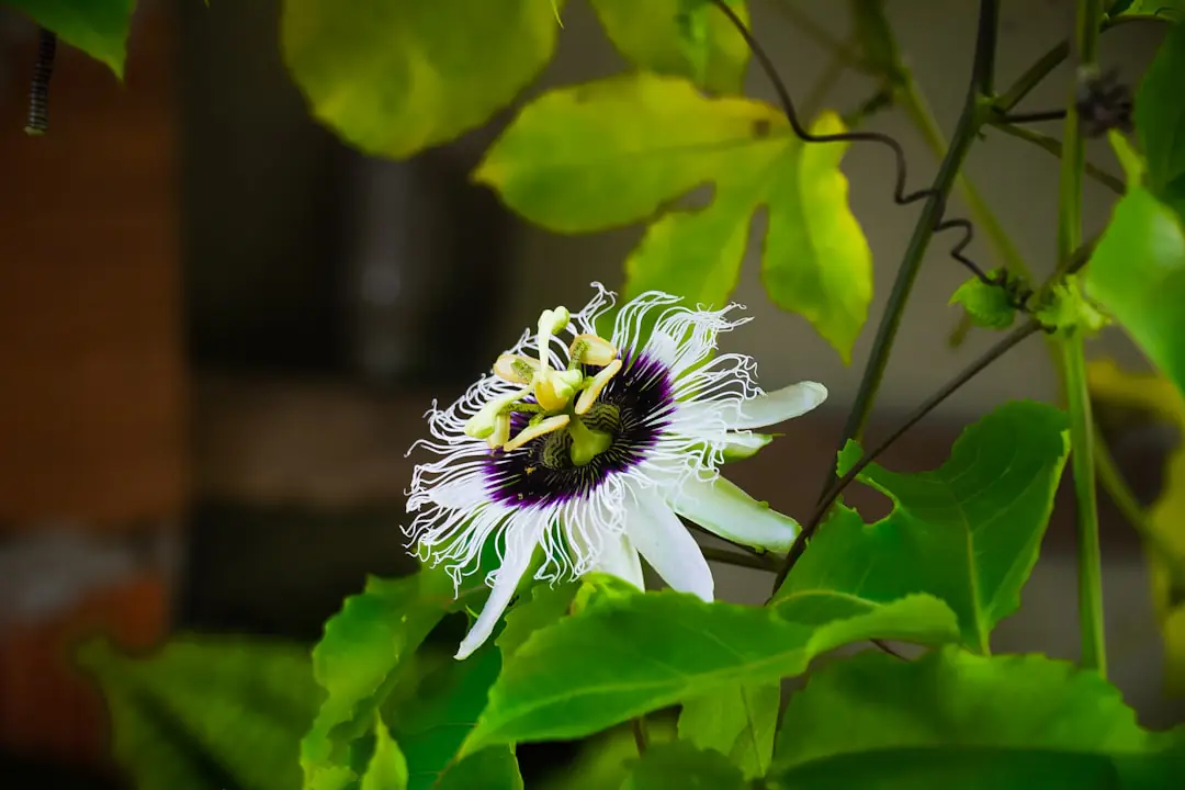 Passiflore bleue en fleurs grimpant sur un treillage en bois contre un mur ensoleillé de jardin français.