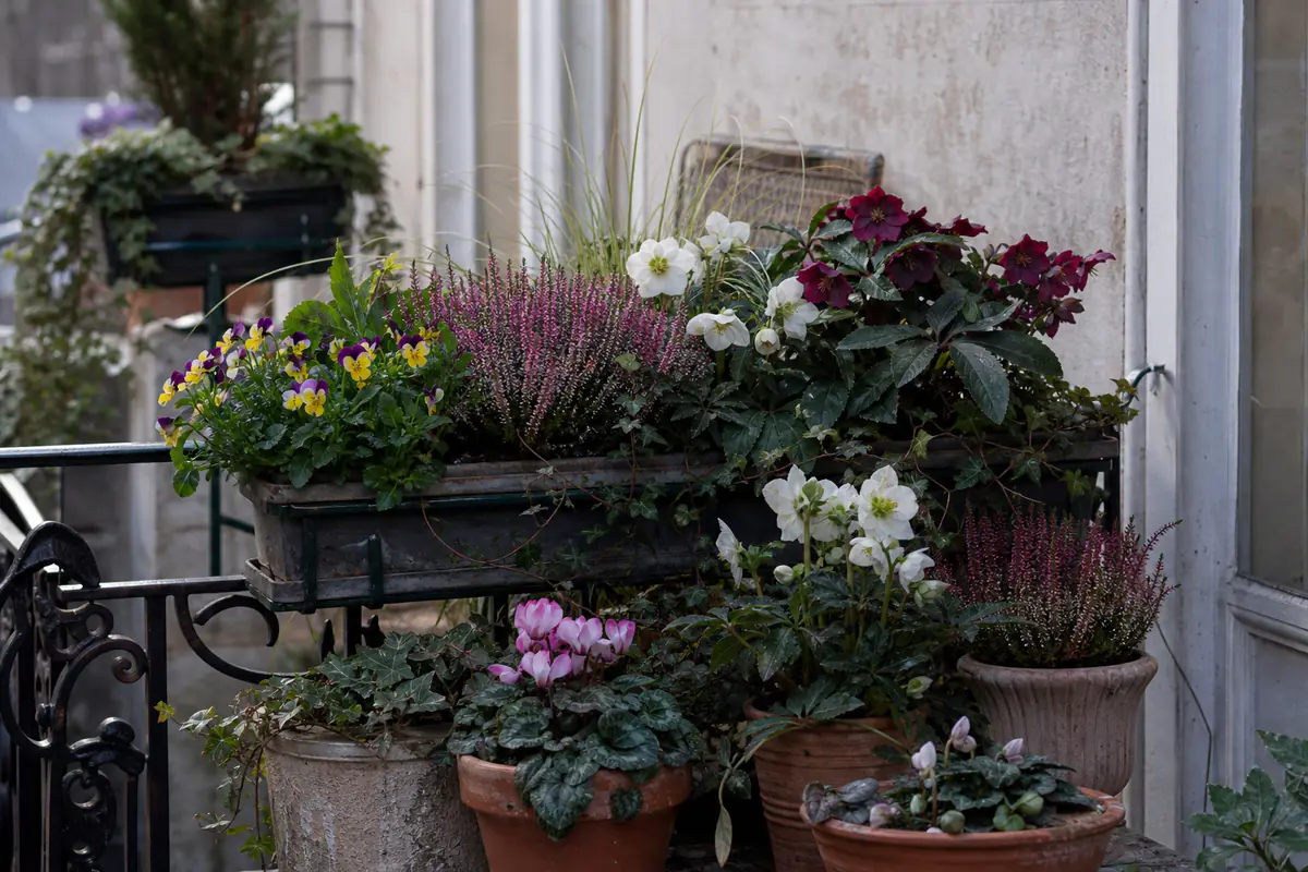 Balcon français fleuri en hiver avec pensées, bruyères roses et hellébores en pots près d’une rambarde