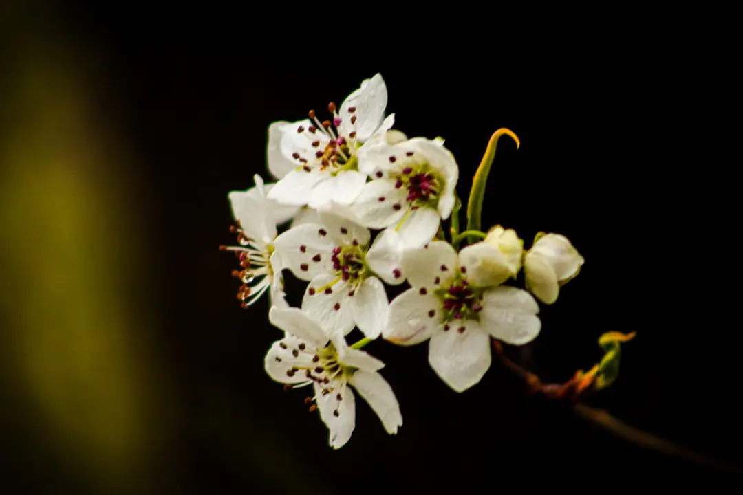 Arbres en fleurs roses et blancs dans un jardin français, avec paillage naturel au pied des jeunes sujets