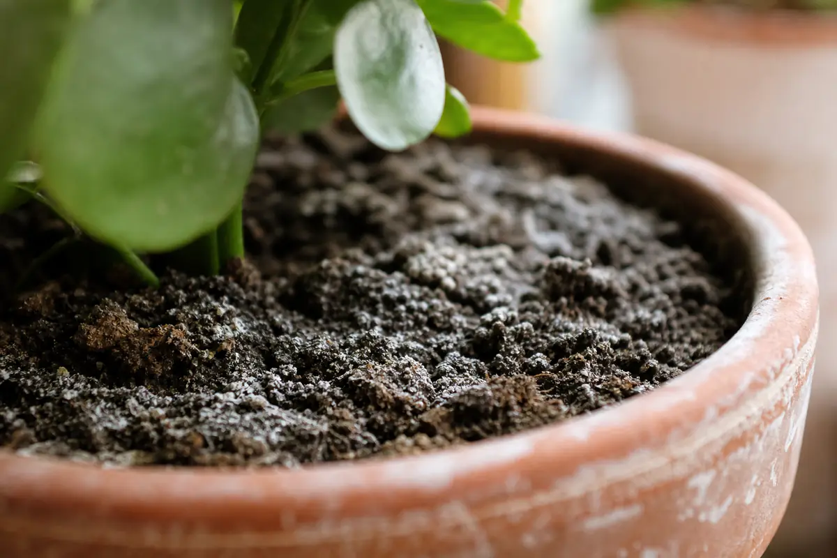 Surface d’un pot de plante d’intérieur couverte d’un dépôt blanc, en lumière naturelle rasante