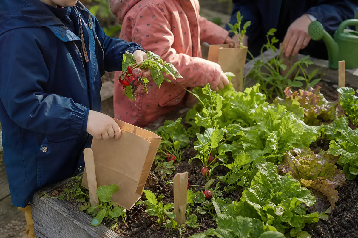 Enfants de maternelle récoltant radis et salades dans un petit potager surélevé avant de les emporter chez eux.