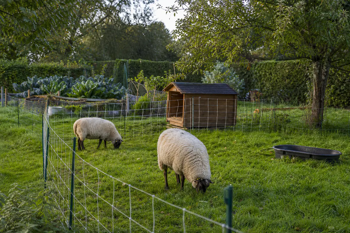 Deux moutons broutant une pelouse rustique clôturée dans un grand jardin français avec un abri en bois