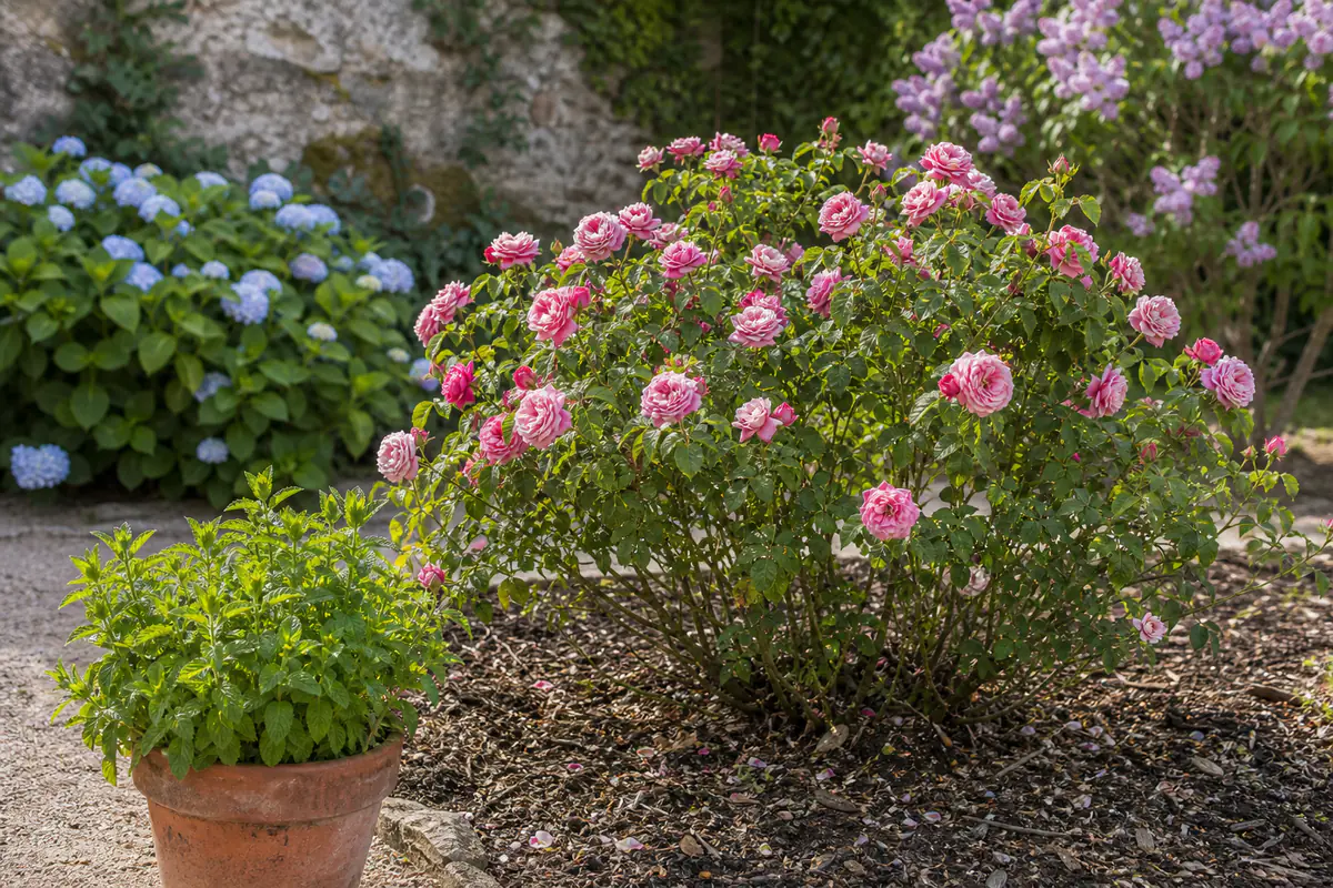 Rosier en fleurs dans un massif aéré, séparé d’une menthe en pot, d’un lilas et d’hortensias