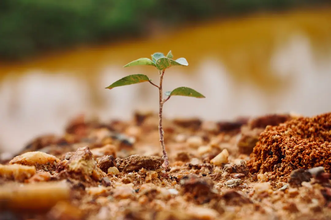 Jeune arbre paillé et tuteuré dans un jardin français, avec dossier de demande d’aide posé au premier plan
