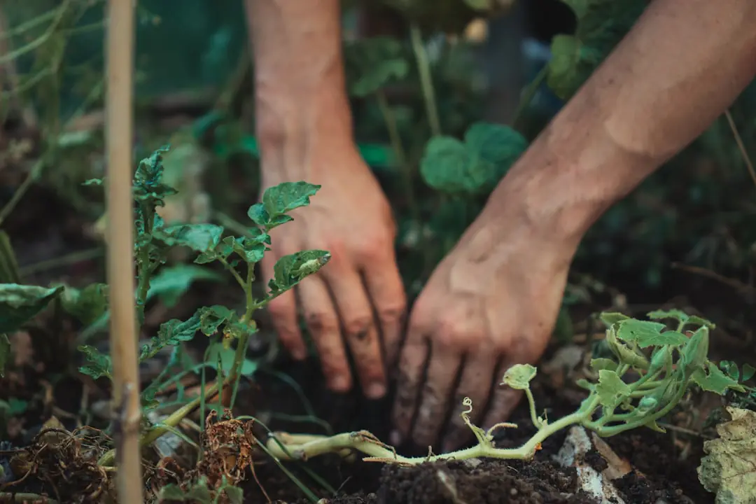 Potager français sous un voile d’ombrage, paillé et arrosé au pied au petit matin pendant une canicule