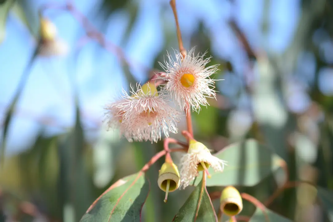 Massif de plantes indigènes fleuries dans un jardin français, mêlant vivaces locales, arbustes et chemin paillé.