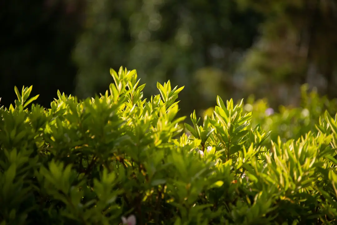 Haie comestible mêlant amélanchier, groseilliers et framboisiers dans un jardin français lumineux d’été