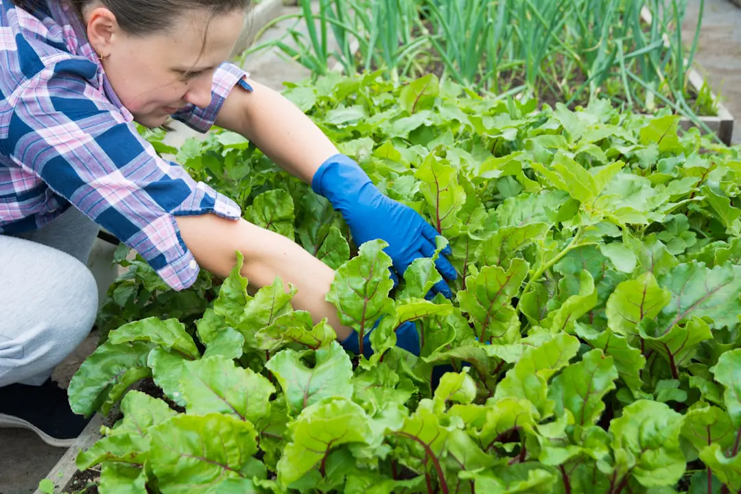 Jardin français au début du printemps avec potager paillé, outils propres et jeunes pousses dans les massifs