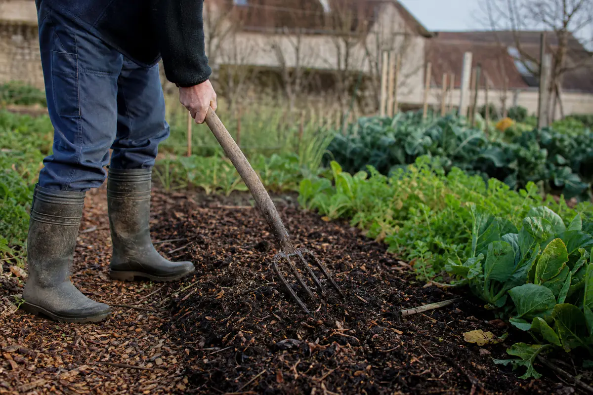 Jardinier ameublissant une planche de potager à la fourche sans retourner les couches du sol