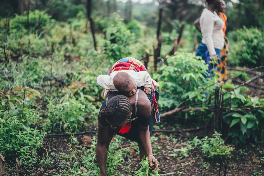 Jeunes plants de légumes et de fleurs installés dans un potager français, terre paillée et arrosoir posé au sol.