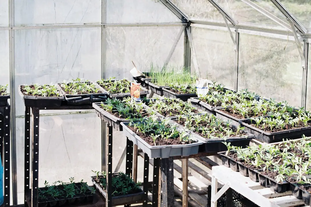 Jeunes plants en godets sous un propagateur transparent à extensions, posés près d’une fenêtre lumineuse.