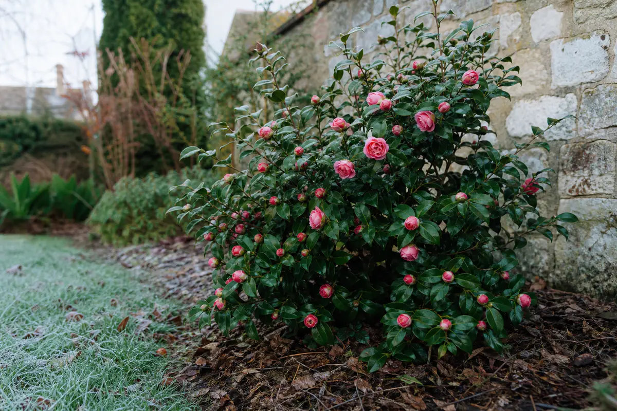 Camélia rose en boutons protégé par un paillage dans un jardin français lumineux en plein hiver