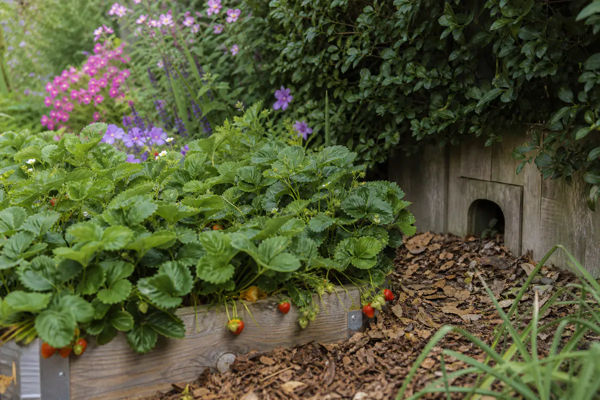 Jardin naturel français avec fraisiers en jardinière surélevée, vivaces fleuries et passage discret pour hérisson