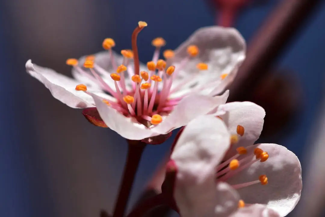 Deux pruniers en fleurs, dont une reine-claude, espacés dans un verger familial et visités par des abeilles