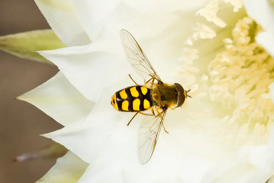Élèves de CP observant des semis et des insectes dans un jardin pédagogique avec bacs en bois
