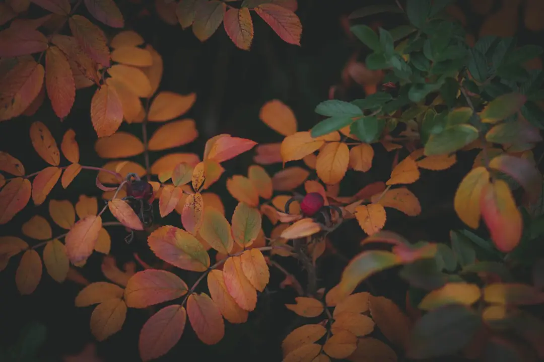Jardinier étalant un paillage de feuilles broyées au pied de vivaces dans un jardin français en automne