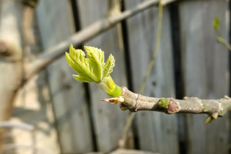 Jardinier équipé taillant une petite branche d’arbre fruitier depuis le sol avec une scie d’élagage