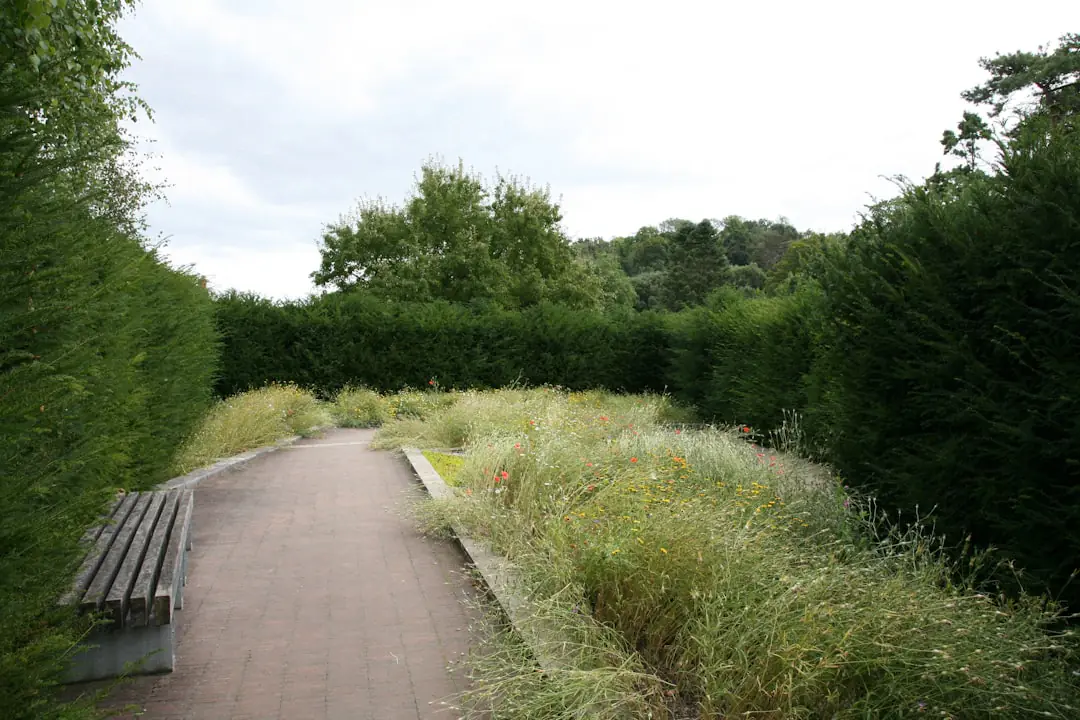 Jardinier taillant le sommet d’une haie dense avec un taille-haies télescopique, les pieds au sol