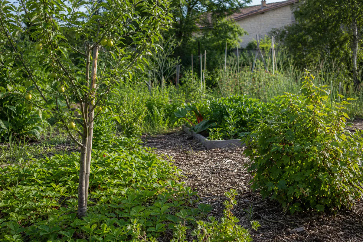 Forêt alimentaire dans un jardin français avec jeunes fruitiers, petits fruits, aromatiques et allée paillée