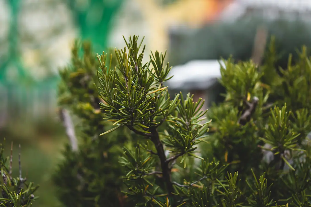 Cheveux coupés et mélangés à du compost mûr dans un potager familial, près de jeunes plants