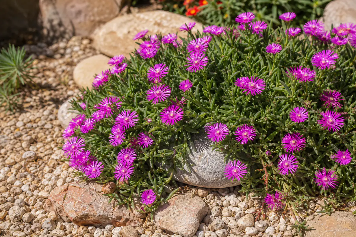 Touffe de pourpier vivace aux fleurs rose vif couvrant une rocaille sèche en plein soleil d’été