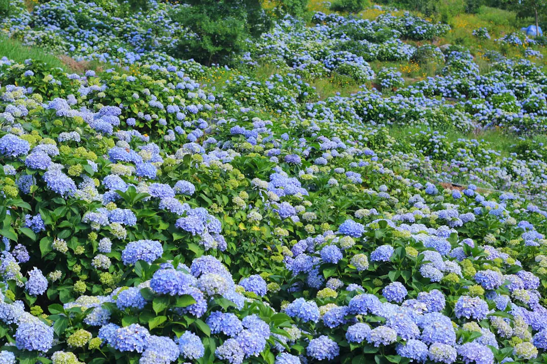 Main gantée supprimant une fleur fanée d’hortensia au-dessus de deux gros bourgeons verts au jardin.