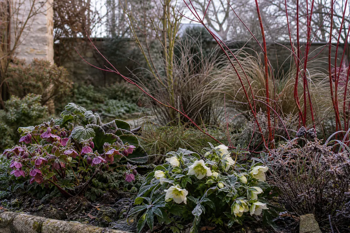 Massif hivernal français mêlant hellébores, bergenias et cornouiller rouge sous une fine gelée matinale