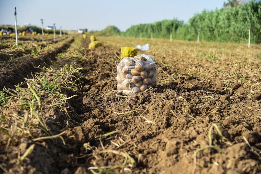 Main de jardinier épandant du compost mûr sur une planche de potager paillée et prête à être plantée