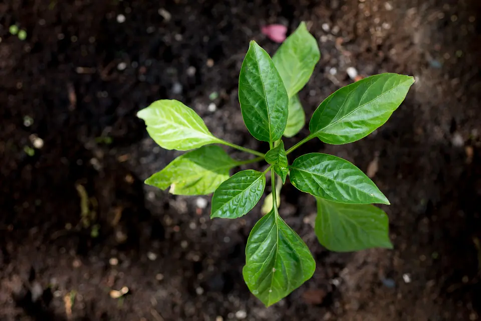 Jardinier français étalant du compost et un paillage sur une planche de potager au sol vivant