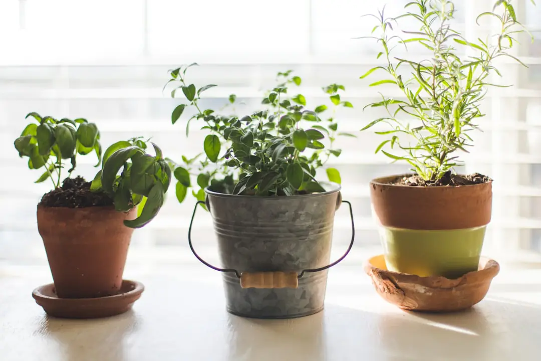 Installation d’hydroponie intérieure avec basilic et laitues sous lampe LED dans une cuisine lumineuse