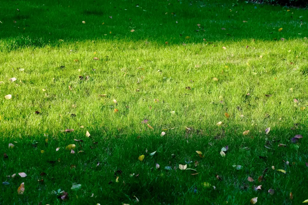 Jardin français en fin d’automne avec feuilles rassemblées, paillage sur les massifs et pots protégés