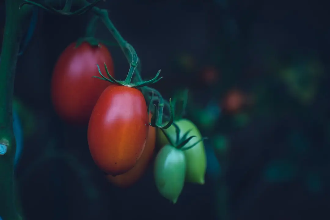 Pieds de tomates tuteurés et paillés dans un potager français ensoleillé, avec fruits rouges à maturité