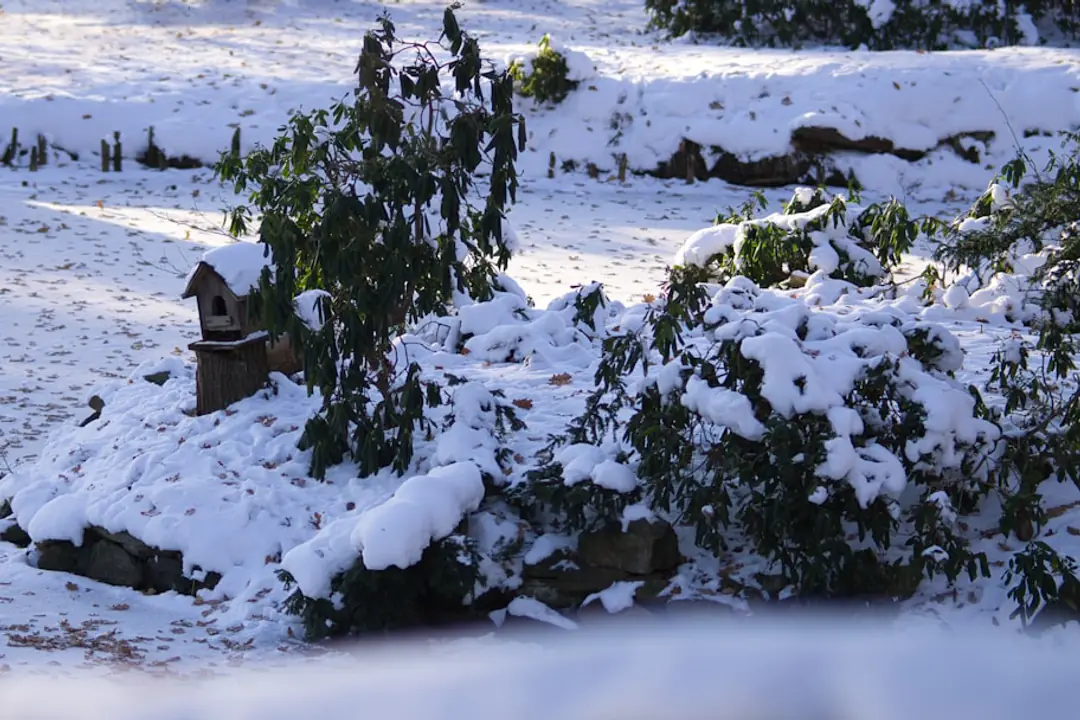 Jardin d’hiver français avec plantes en pots surélevés, paillis sec et voile protecteur respirant