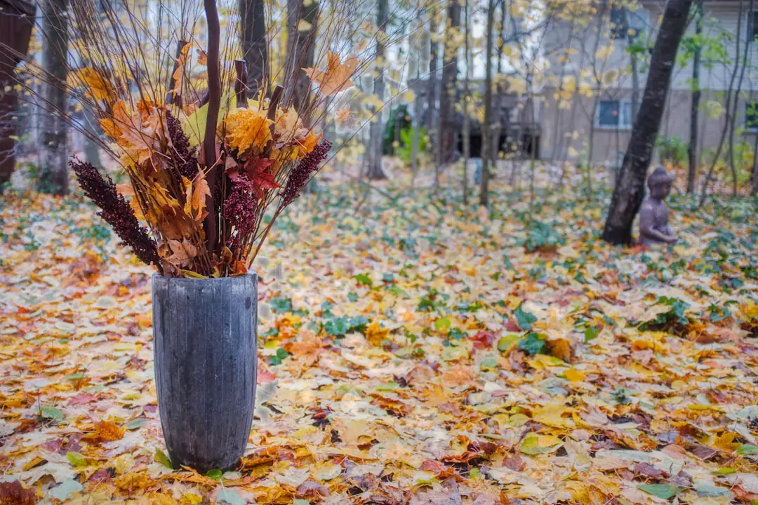Jardin d’automne français avec feuilles saines en paillage autour d’arbustes et massifs entretenus
