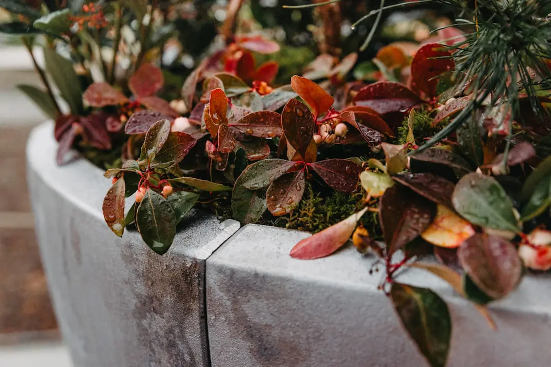 Jardinier déposant un paillage de feuilles autour de vivaces, en laissant le collet parfaitement dégagé