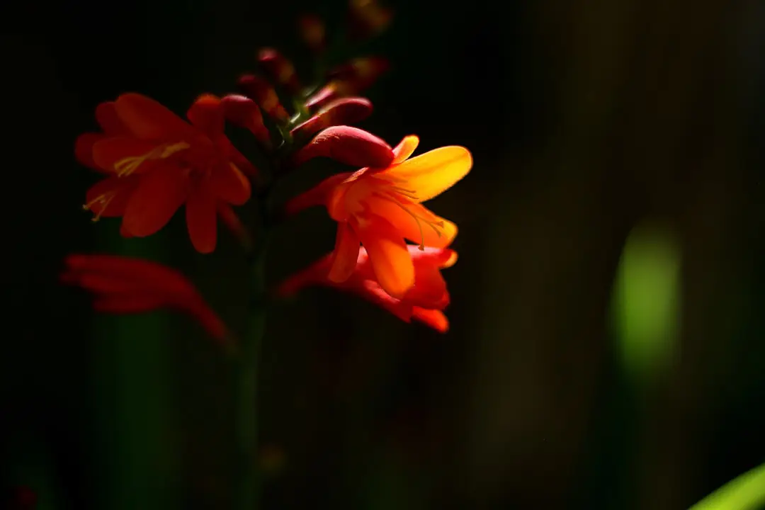 Jardin potager français paillé avec compost, fleurs mellifères et oyas au pied de jeunes légumes
