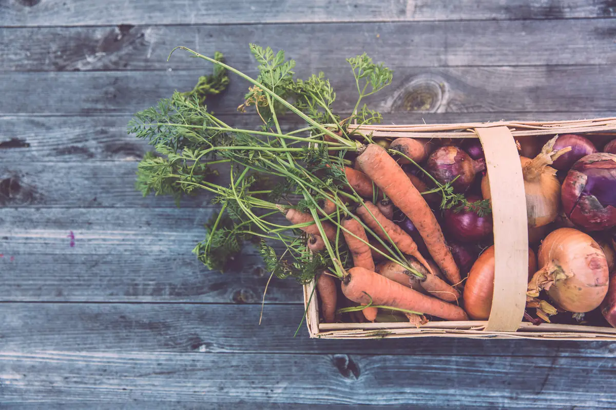 Verger partagé en ville, jeunes fruitiers et bacs potagers entretenus par des habitants au soleil du matin