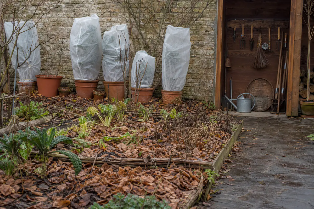 Jardin familial en automne avec potager paillé, plantes en pots protégées et outils rangés avant l’hiver