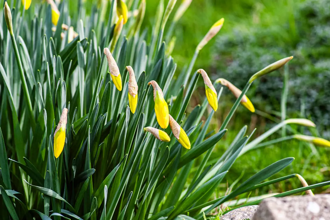 Massif printanier de style sauvage avec achillées, graminées et allée tondue dans un jardin français lumineux