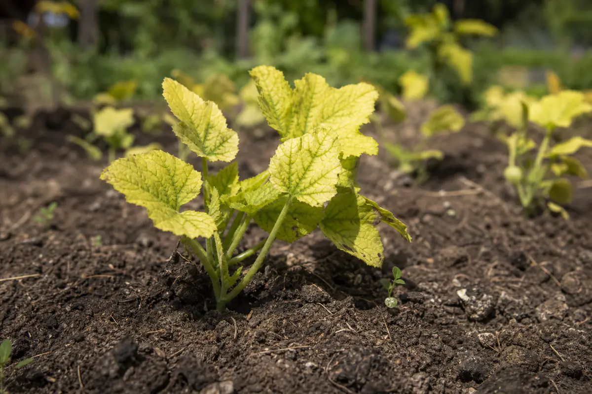 Jeunes plants de potager au feuillage légèrement jaune dans un sol riche et sombre bien fertilisé