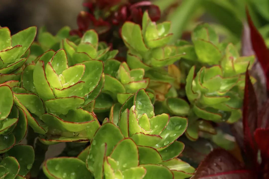 Potager français paillé avec compost, récupérateur d’eau et jeunes légumes dans une lumière de matinée